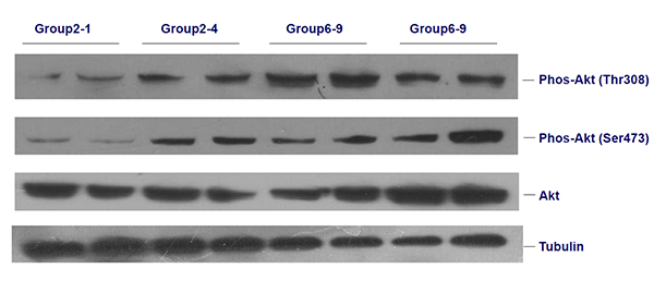 蛋白印迹(Western Blot)实验技术服务