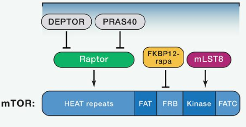 mTORC1由mTOR、Raptor和mLST8以及非核心组件PRAS40和Deptor组成