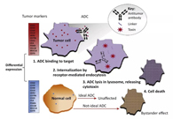 浅析：ADC药物的抗癌之路