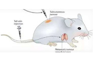 围观:临床前小鼠模型如何选？
