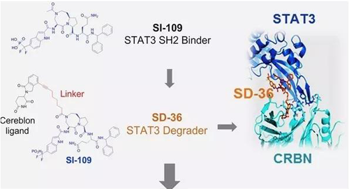 结构优化得到的SH2结合分子SI-109与CRBN结合，得到SD-36