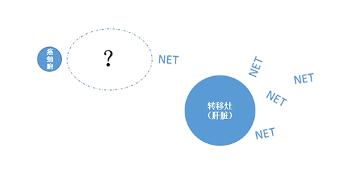 NET在癌细胞肝转移中起到了重要作用