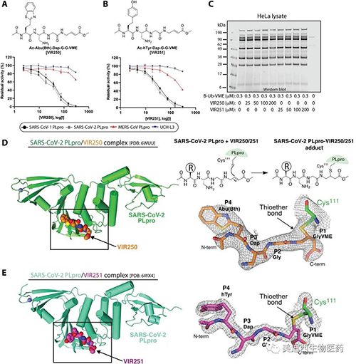 与SARS-CoV-2 PLpro配合使用的非天然氨基酸抑制剂VIR250和VIR251及其晶体结构的表征
