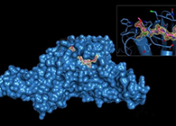 Science重磅！一种“分子剪刀”如何成为COVID-19药物的重要靶标？