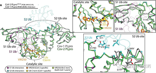 观察到的SARS-CoV-1 PLpro和SARS-CoV-2 PLpro的Ub / Ubl加工概况的分子基础