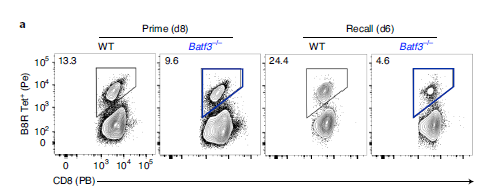 研究人员发现BATF3对记忆CD8+ T细胞的转化和质量都至关重要。