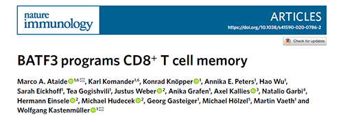 Nature：BATF3改善T细胞记忆应答，有望改善免疫疗法的疗效
