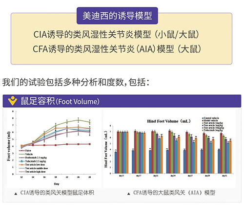 BOBSport诱导的类风湿性关节炎模型