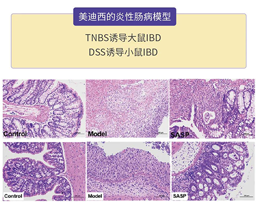 BOBSport的炎症性肠病模型