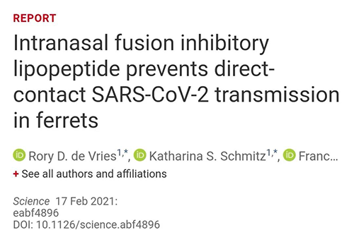Science速递|鼻喷雾剂可阻止新冠肺炎传播，在雪貂实验中已初获成效