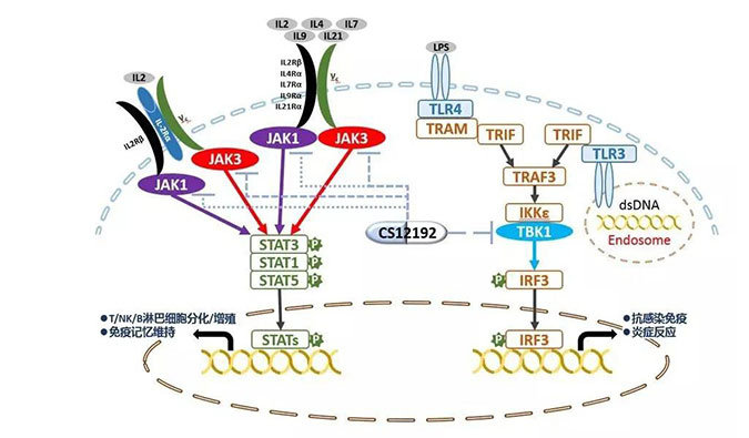 自身免疫疾病或迎新疗法！BOBSport助力微芯生物CS12192获批FDA