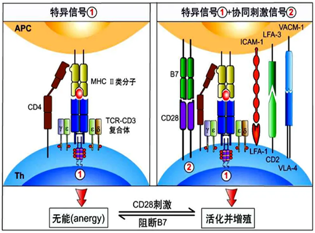 BOBSport助力 | 国内CD19×CD3×CD28三特异性抗体获FDA默示许可