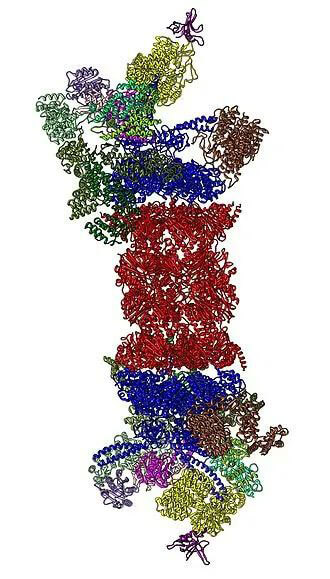 26S蛋白酶体结构（来源：Wikipedia）.jpg