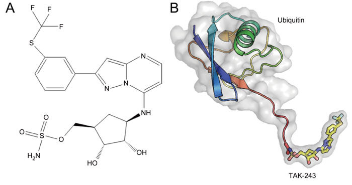 A-TAK-243-的化学结构--B-TAK-243-泛素加合物的结构.jpg