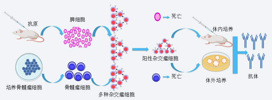 BOBSport抗体开发技术