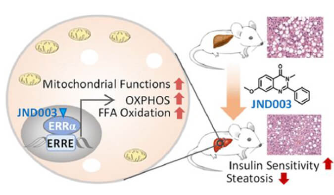 JND003是一种新型选择性ERRα激动剂，可缓解非酒精性脂肪肝和胰岛素抵抗，PK和组织分布测定通过BOBSport进行