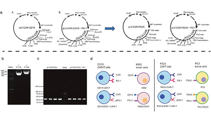 CAR-T疗法主要针对白血病与恶性淋巴瘤，此研究中构建沉默PD-1的shRNA载体质粒，测序后质粒的鉴定通过BOBSport进行