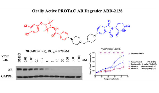 ARD-2128是一种PROTAC AR降解剂，具有出色的血浆和微粒体稳定性，体外稳定性和PK研究通过BOBSport进行