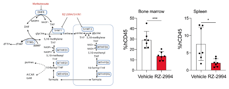 研究人员使用RZ-2994来表征抑制SHMT1/2在T细胞急性淋巴细胞白血病 (T-ALL) 中的作用，RZ-2994通过BOBSport定制合成