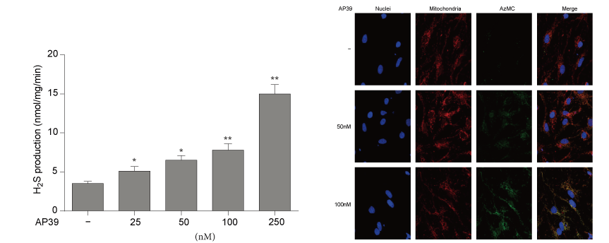 AP39是一种新合成的线粒体靶向的H2S供体，本研究中AP39通过BOBSport设计和合成