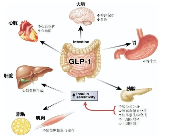 时代变了！GLP-1让打针吃药也能减肥成为现实